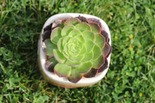 Load image into Gallery viewer, Glazed | 流釉盆