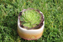 Load image into Gallery viewer, Glazed | 流釉盆