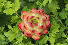 Load image into Gallery viewer, echeveria fire pillar