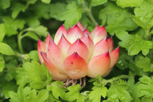 Load image into Gallery viewer, echeveria fire pillar -image