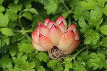 Load image into Gallery viewer, echeveria fire pillar -img