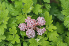 Load image into Gallery viewer, graptopetalum pachyphyllum Bluebean
