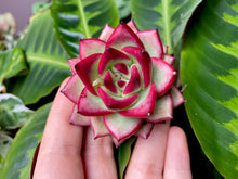 Load image into Gallery viewer, Echeveria agavoides spp. | 韩杂