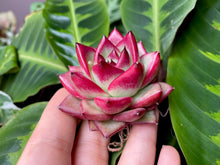 Load image into Gallery viewer, Echeveria agavoides spp. | 韩杂