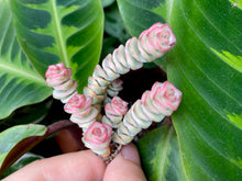 Load image into Gallery viewer, Variegated Crassula perforata | 钱串锦