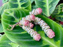 Load image into Gallery viewer, Variegated Crassula perforata | 钱串锦