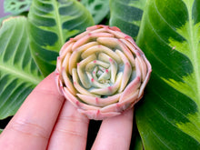 Load image into Gallery viewer, Echeveria Lenore Dean | 玉蝶锦