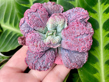 Load image into Gallery viewer, Echeveria Linguas