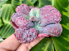 Load image into Gallery viewer, Echeveria Linguas