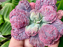 Load image into Gallery viewer, Echeveria Linguas