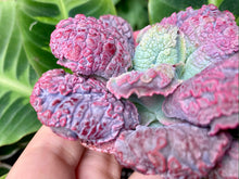 Load image into Gallery viewer, Echeveria Linguas