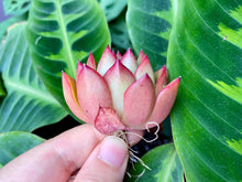 Load image into Gallery viewer, Maxmon