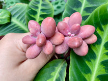 Load image into Gallery viewer, Pachyphytum Oviride