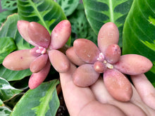 Load image into Gallery viewer, Pachyphytum Oviride