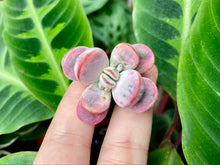 Load image into Gallery viewer, Cotyledon orbiculata cv variegata | 乒乓福娘锦