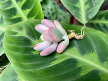 Load image into Gallery viewer, Cotyledon orbiculata cv variegata | 乒乓福娘锦