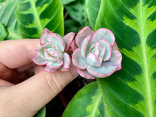 Load image into Gallery viewer, Echeveria Berkeley Light | 伯克利锦