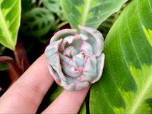 Load image into Gallery viewer, Echeveria Berkeley Light | 伯克利锦