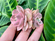 Load image into Gallery viewer, Echeveria Suyon variegata | 秀妍锦