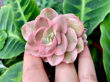 Load image into Gallery viewer, Echeveria Suyon variegata | 秀妍锦