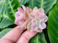 Load image into Gallery viewer, Echeveria Suyon variegata | 秀妍锦