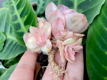 Load image into Gallery viewer, Echeveria Suyon variegata | 秀妍锦