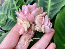 Load image into Gallery viewer, Echeveria Suyon variegata | 秀妍锦