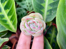 Load image into Gallery viewer, Echeveria Strawberry Ice | 草莓冰