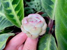 Load image into Gallery viewer, Echeveria Strawberry Ice | 草莓冰