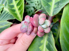 Load image into Gallery viewer, Echeveria Lepe