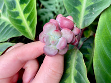 Load image into Gallery viewer, Echeveria Lepe red flower