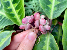 Load image into Gallery viewer, Echeveria Lepe