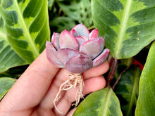 Load image into Gallery viewer, Echeveria