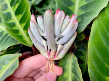 Load image into Gallery viewer, Cotyledon orbiculata cv variegata (long leaf)
