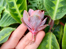 Load image into Gallery viewer, Echeveria rainbow red flower