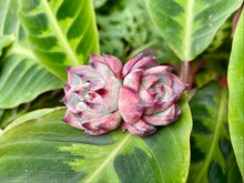 Load image into Gallery viewer, Echeveria chihuahuaensis