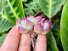 Load image into Gallery viewer, Echeveria chihuahuaensis red flower