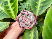 Load image into Gallery viewer, Echeveria chihuahuaensis | 吉娃娃