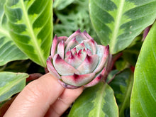 Load image into Gallery viewer, Echeveria chihuahuaensis | 吉娃娃