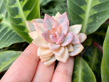 Load image into Gallery viewer, Variegated xPachyveria 'Powder Puff
