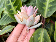 Load image into Gallery viewer, xPachyveria 'Powder Puff