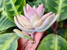 Load image into Gallery viewer, Variegated xPachyveria