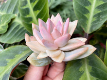 Load image into Gallery viewer, Variegated xPachyveria 'Powder Puff