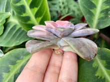 Load image into Gallery viewer, Variegated Graptopetalum pentandrum