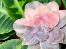 Load image into Gallery viewer, Variegated Graptopetalum pentandrum ssp. superbum