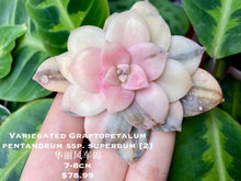 Load image into Gallery viewer, Graptopetalum pentandrum