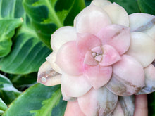 Load image into Gallery viewer, Variegated Graptopetalum pentandrum flower