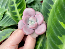 Load image into Gallery viewer, White americano