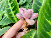 Load image into Gallery viewer, White americano red flower