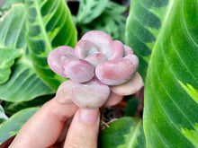 Load image into Gallery viewer, White americano